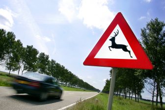 verkeersbord, overstekend wild